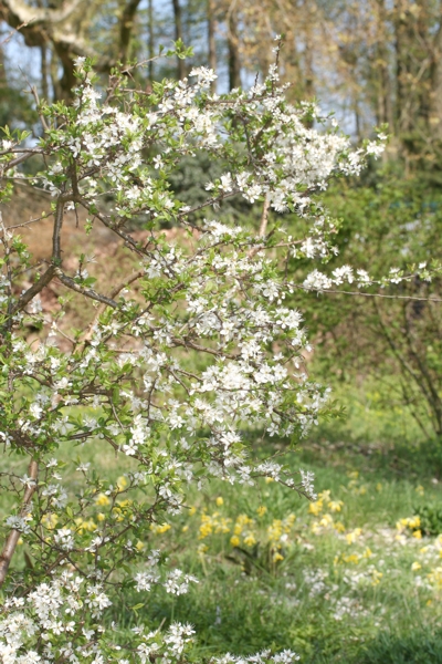 blhende Schlehe - Schwarzdorn
